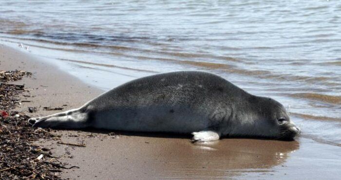 فوک خزری واحتمال تلفات با آنفولانزای فوق حاد پرندگان