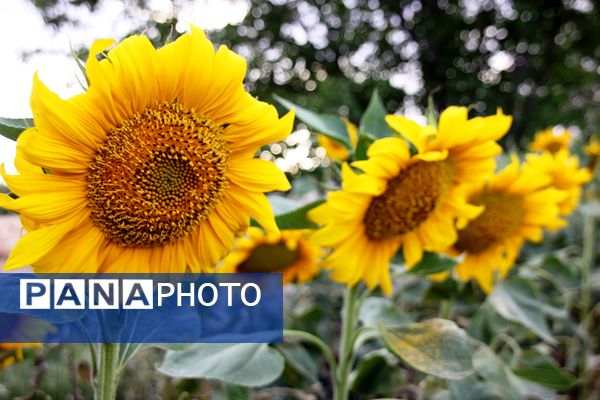 مزرعه آفتابگردان در سلماس