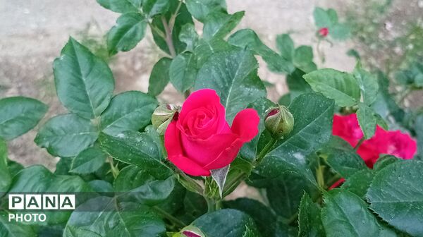 حالِ خوبِ بهار در پارک معلم ملایر