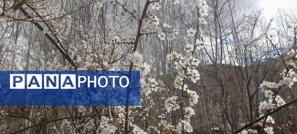 شکوفه‌های بهاری بر قامت درختان ‌