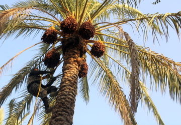 برداشت خرما در منطقه  آبپخش 