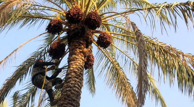 برداشت خرما در منطقه  آبپخش 