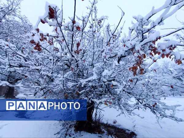 بارش برف جلوه ای از نعمت الهی در روزهای سفید باخرز
