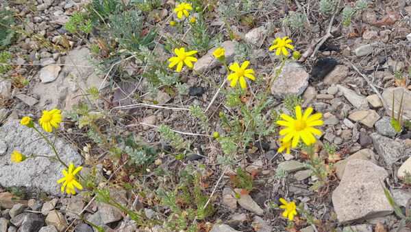جلوه هایی از مناظر بهاری روستای «اسفید» شهر سلفچگان قم در روز طبیعت