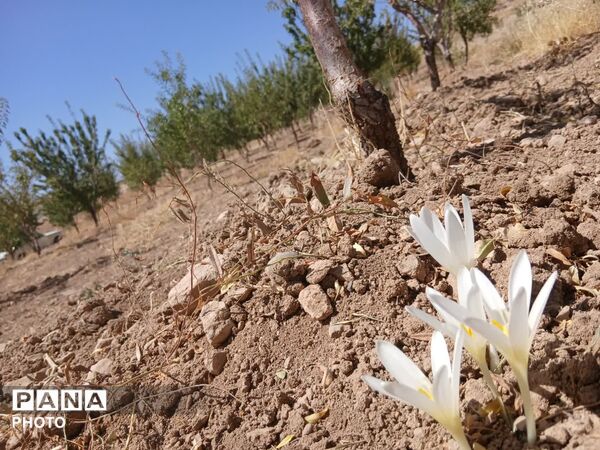 دستان پربرکت؛ روایت برداشت محصول در شیراز