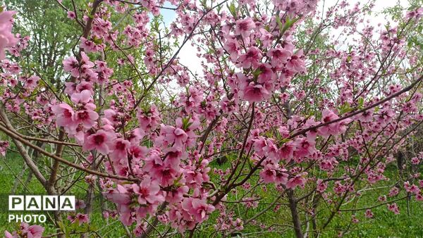 رویش شکوفه ها در روستای کابلی 