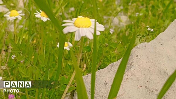 شکوفه‌های بهاری در بلندای زاگرس