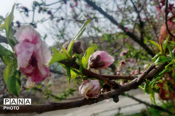 طبیعت روستای بیدله به هنگام بهار