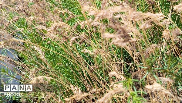 طبیعت در دل روستای برزنون،حال و هوای این دیار از قاب پانا