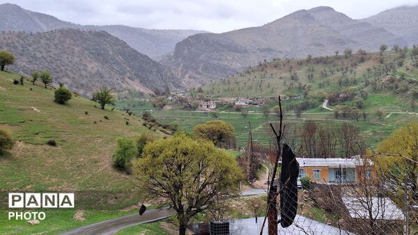 شکوفایی امید 