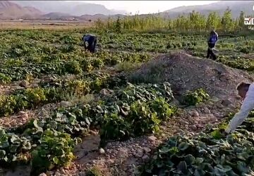 برداشت لوبیا سبز در کلاته رودبار آغاز شد
