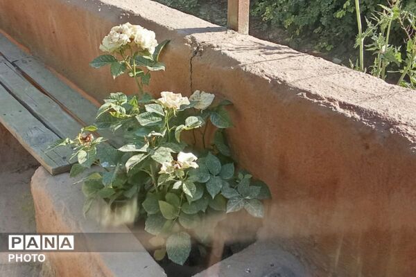 از گل محمدی تا داروهای گیاهی؛ جشنواره‌ای با عطر سلامتی در رباط‌کریم