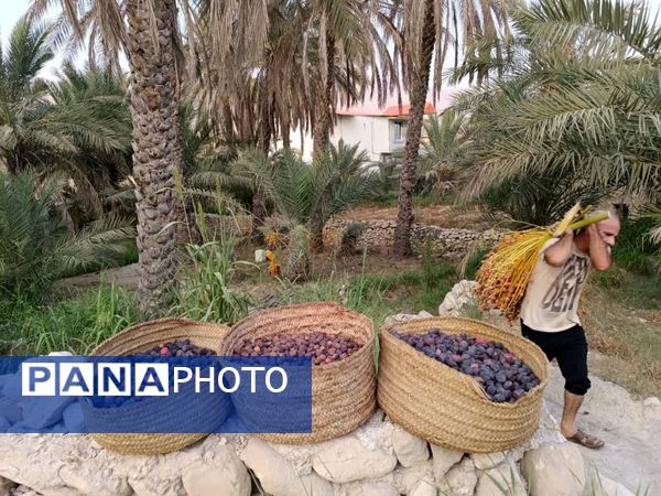 برداشت خرما در شهر رویدر 