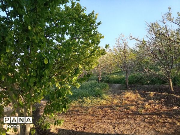 رویش شکوفه ها در روستای فرخ آباد