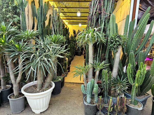حال و هوای خاص در بازار گل محلاتی