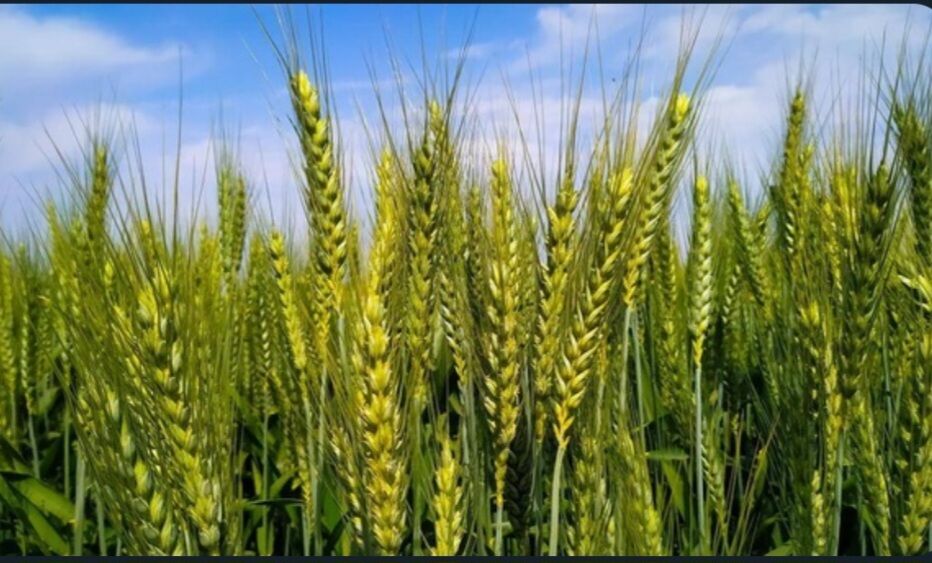 گندمکاران خراسان‌شمالی برای مبارزه با «آفت سن» عجله کنند