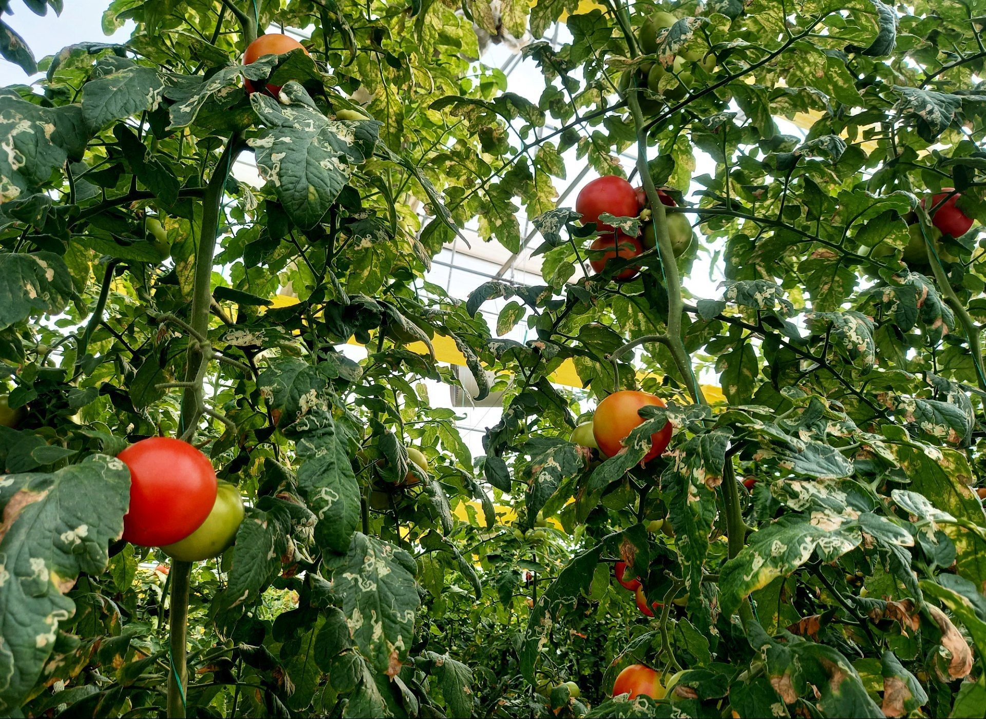 توزیع گسترده ۳۶هزار تن کودهای یارانه‌ای در استان تهران طی سال گذشته