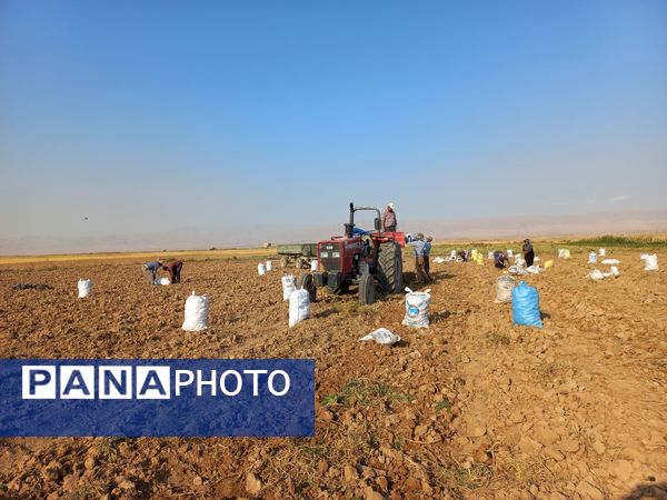 برداشت محصول سیب زمینی در روستای داغیان