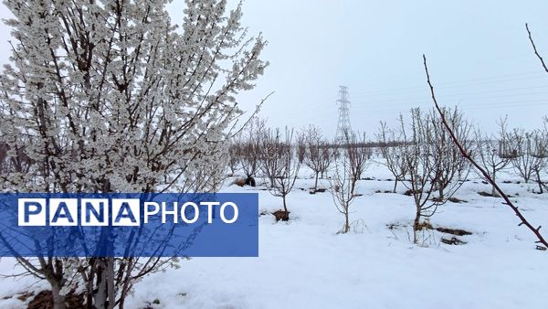 مناظر زیبای باغات روستای بوژمهران پس از بارش برف بهاری ۲۰ سانتیمتری 