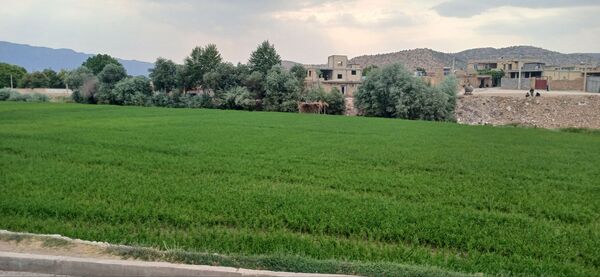 برنج‌کاری در لردگان؛ نماد زندگی و فرهنگ محلی