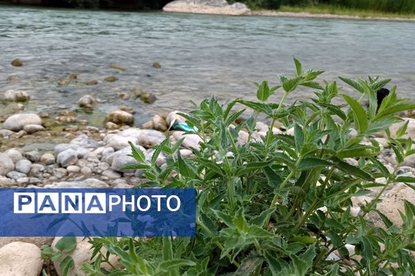 نجوای ارمند؛ سمفونی طبیعت در آبچنار