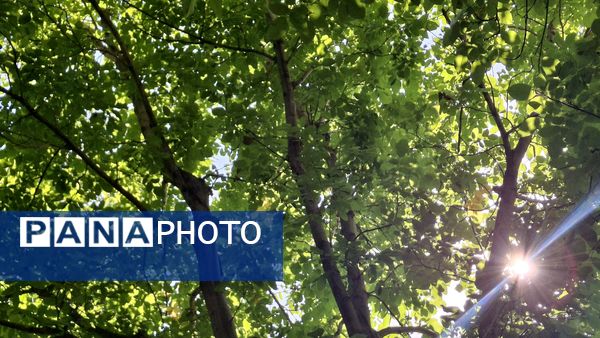 مارکده، سرزمین طلایی بادام و گردو؛ گنجینه‌ای از طعم و سنت در دل سامان