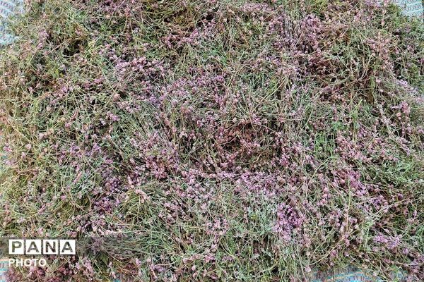 ارتفاعات شهر بار ذخیره‌گاه گیاهان دارویی کمیاب-۲