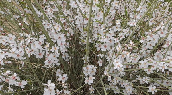 جلوه هایی از مناظر بهاری روستای «اسفید» شهر سلفچگان قم در روز طبیعت