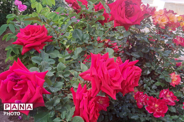 گل‌های زیبای بهاری