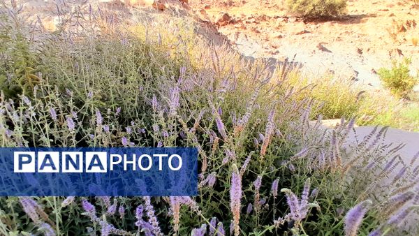روستای برد‌زرد نگینی غریب در شهرستان لنده