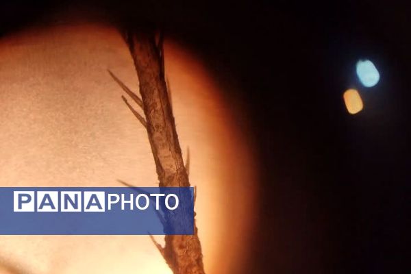 یازدهمین همایش «آشتی با علم» در پژوهش‌سرای کاوش کهریزک