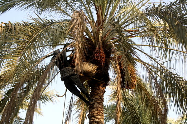 برداشت خرما در منطقه آبپخش