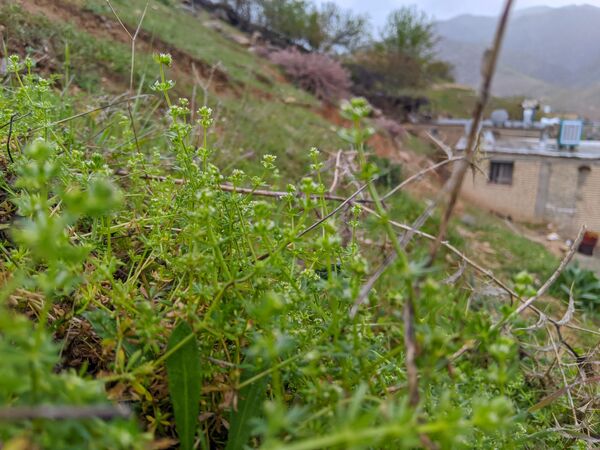 طبیعت زیبای میانکوه 