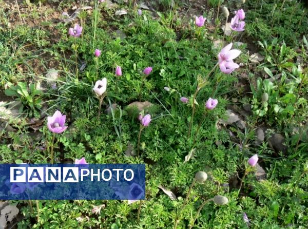 رومشکان گوهر پنهان طبیعت در نوروز ۱۴۰۴