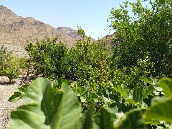 روز طبیعت در خانه‌ای کوچک و دلنشین بی‌‌بی گل و آقا جان