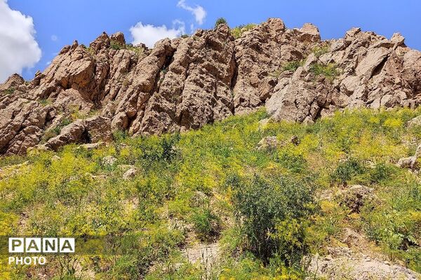 کوه های شهر بار ذخیره‌گاه گیاهان ارزشمند و کم نظیر دارویی 