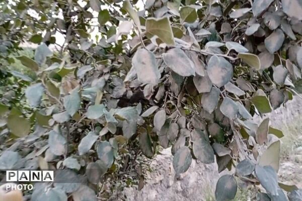 بهسازی جاده بین باغی شهر بار مطالبه دیرین باغداران