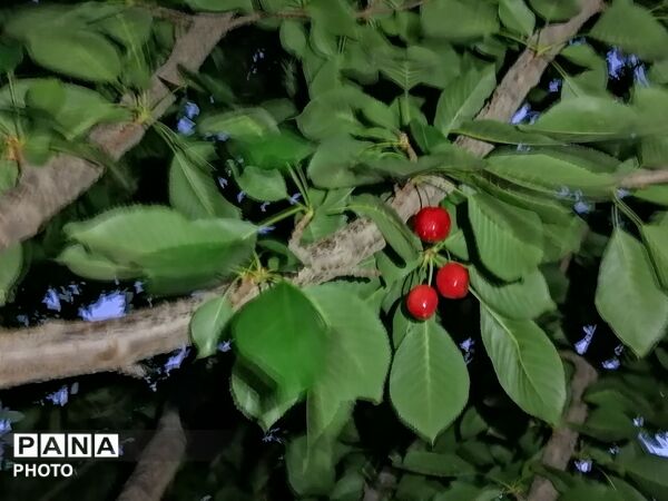 برداشت گیلاس از باغات و تصاویر زیبا از طبیعت سرسبز شهربار 