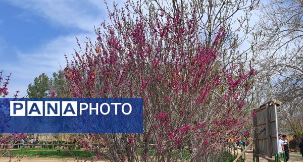 آیین باستانی سیزده بدر در دهکده ی  چوبی نیشابور