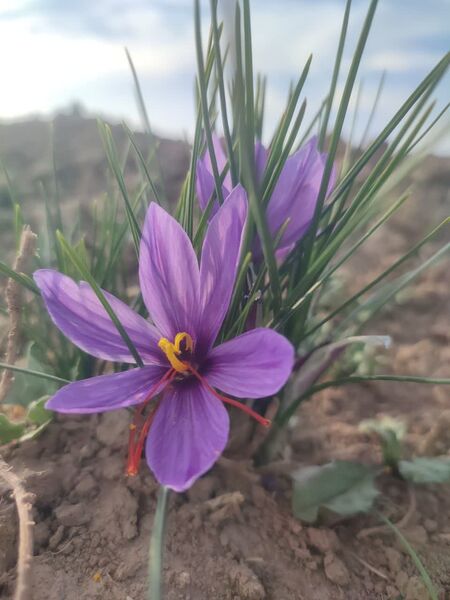 فدافن روستایی که زعفرانش با تشنگی خاک قصه‌ای تلخ نوشت