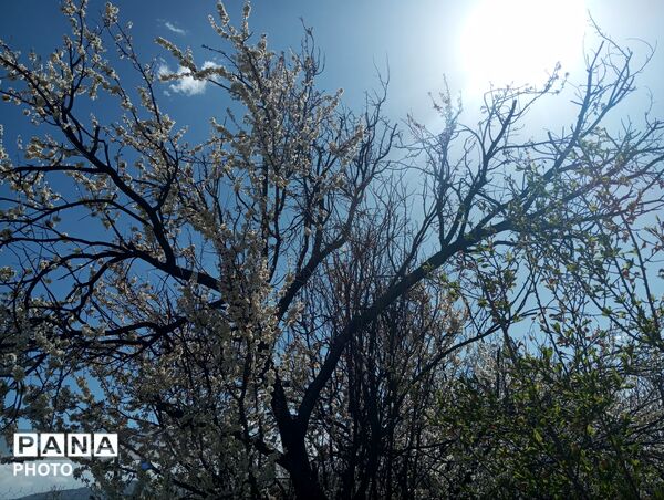 شکوفه دادن درختان روستای فیروزه