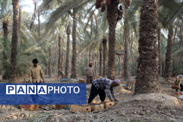 برداشت خرما در منطقه آبپخش