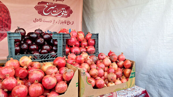 یاقوت سرخ اراک در جشنواره انار به نمایش درآمد