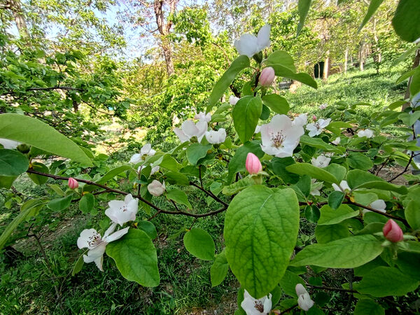 جلوه‌هایی از طبیعت تابستانی خلجستان و جعفرآباد قم