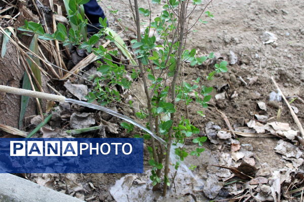 مهر در گلوگاه، از دل جنگل تا کلاس درس 