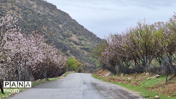 شکوفایی امید 