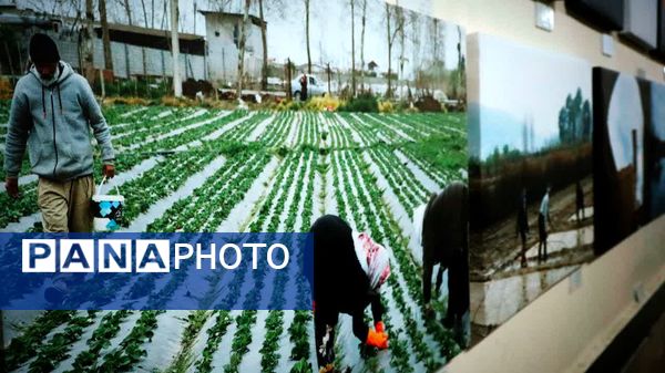 نگاهی گذرا به نمایشگاه هونار