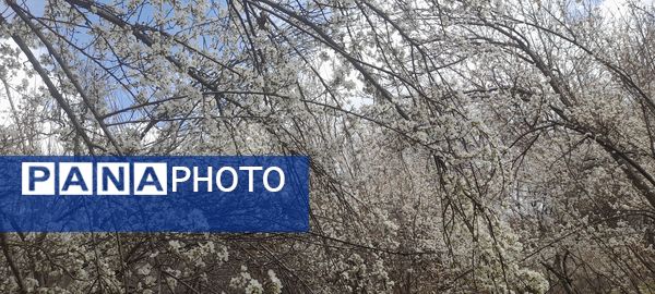 شکوفه‌های بهاری بر قامت درختان ‌
