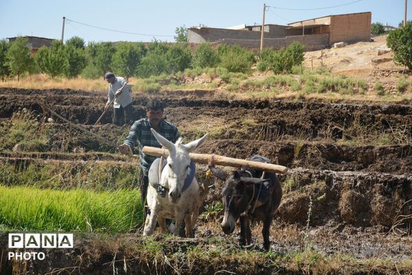 آغاز فصل تولکی در شالیزارهای روستای پلبریده