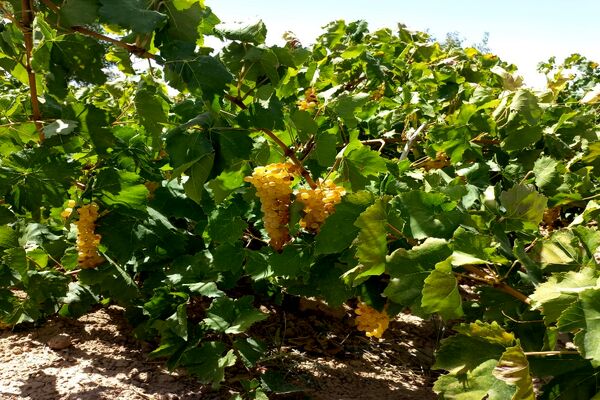 آغاز فصل برداشت انگور از باغات روستای گزکوه فاروج